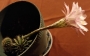 Ехинопсис (Echinopsis hybrid)