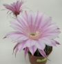 Ехинопсис (Echinopsis hybrid)
