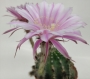 Ехинопсис (Echinopsis hybrid)