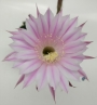 Ехинопсис (Echinopsis hybrid)
