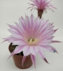 Ехинопсис (Echinopsis hybrid)