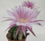 Ехинопсис (Echinopsis hybrid)