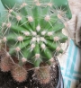 Ехинопсис (Echinopsis Multiplex)