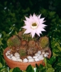 Ехинопсис (Echinopsis Multiplex)