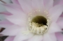 Ехинопсис (Echinopsis Multiplex)