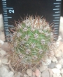 Ехинопсис (Echinopsis Multiplex)