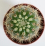Ехинопсис (Echinopsis sp.)