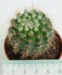 Ехинопсис (Echinopsis sp.)