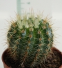 Ехинопсис (Echinopsis sp.)