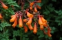 Екремокарпус, семена (Eccremocarpus scaber)