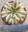 Еониум (Aeonium cv. Sun Burst)