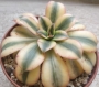 Еониум (Aeonium cv. Sun Burst)