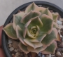 Еониум (Aeonium cv. Sun Burst)
