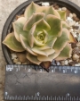 Еониум (Aeonium cv. Sun Burst)