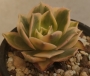 Еониум (Aeonium cv. Sun Burst)