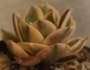 Еониум (Aeonium cv. Sun Burst)