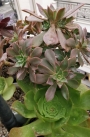 Еониум (Aeonium decorum cooperi)
