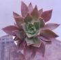Еониум (Aeonium decorum cooperi)