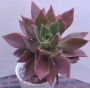 Еониум (Aeonium decorum cooperi)