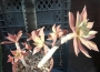 Еониум (Aeonium decorum cooperi)