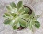 Еониум (Aeonium decorum variegata)