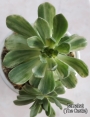 Еониум (Aeonium decorum variegata)