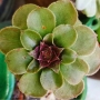 Еониум (Aeonium Halloween)