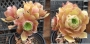 Еониум (AEONIUM PYGMEAE)