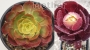 Еониум (AEONIUM PYGMEAE)