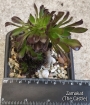 Еониум (Aeonium schwarzkopf cristata)