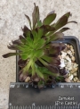 Еониум (Aeonium schwarzkopf cristata)