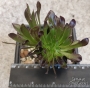 Еониум (Aeonium schwarzkopf cristata)