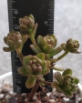 Еониум (AEONIUM SEDIFOLIUM)