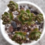 Еониум (AEONIUM SEDIFOLIUM)