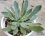 Еониум Балерина (Aeonium goochiae Ballerina Variegated)