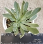 Еониум Балерина (Aeonium goochiae Ballerina Variegated)