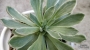 Еониум Балерина (Aeonium goochiae Ballerina Variegated)
