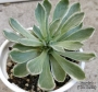 Еониум Балерина (Aeonium goochiae Ballerina Variegated)