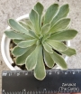 Еониум Балерина (Aeonium goochiae Ballerina Variegated)