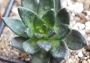 Eшеверия афинис (Echeveria affinis)