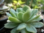 Ешеверия (Echeveria)