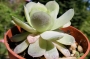 Ешеверия (Echeveria)