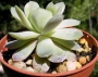 Ешеверия (Echeveria)