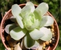 Ешеверия (Echeveria)
