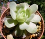 Ешеверия (Echeveria)