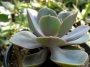 Ешеверия (Echeveria)