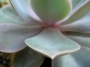 Ешеверия (Echeveria)