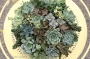 Ешеверия (Echeveria)