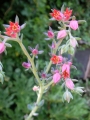 Ешеверия (Echeveria)