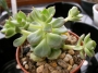 Ешеверия (Echeveria multicaulis)